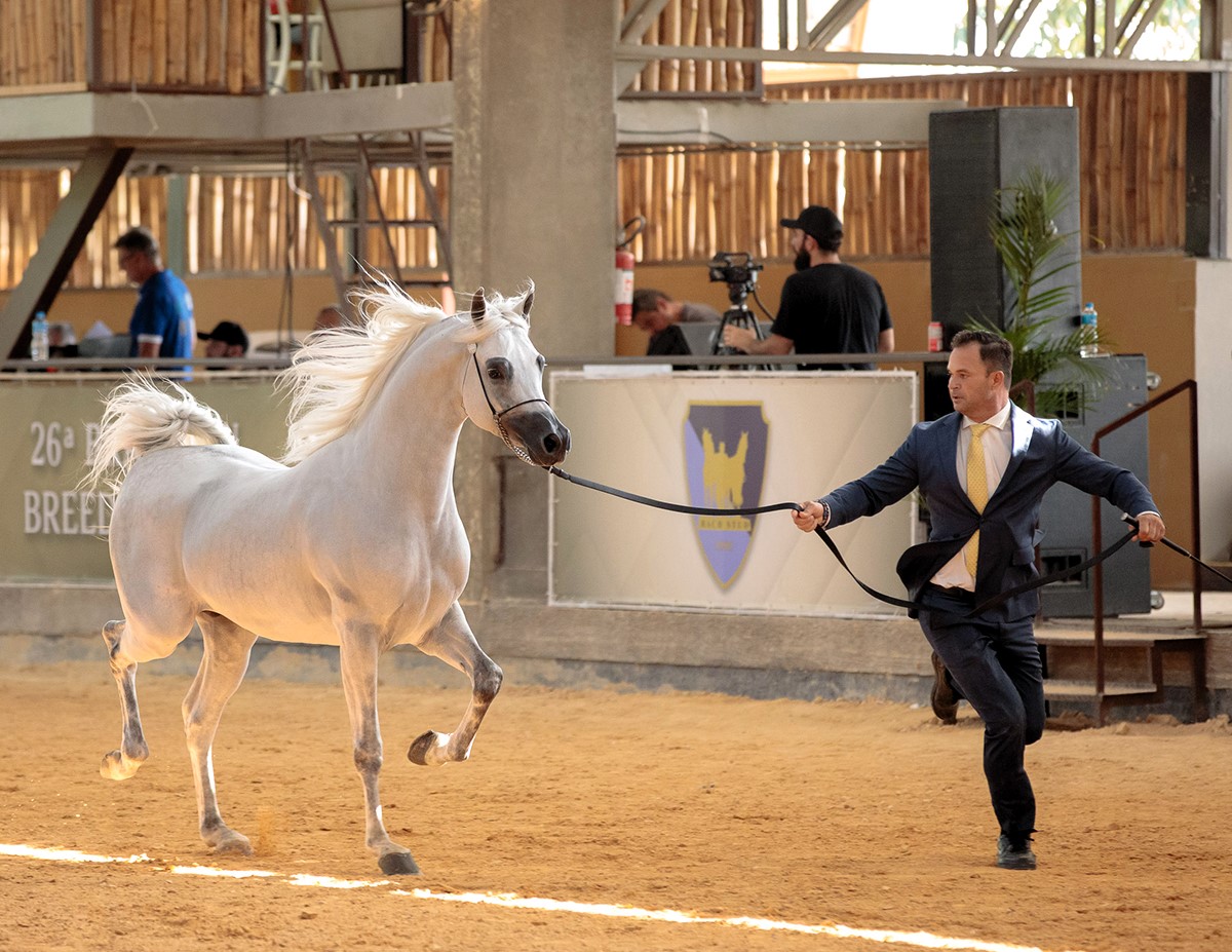 A tradição de Indaiatuba na criação e treinamento de cavalos árabes